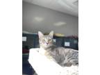 Adopt Romy a Gray or Blue Domestic Shorthair / Domestic Shorthair / Mixed cat in