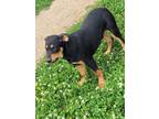 Adopt Gonzo a Black - with Tan, Yellow or Fawn Rottweiler / Mixed dog in Niagara