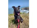 Adopt Harley a Border Collie / German Shepherd Dog dog in Pleasant Hill