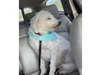 Adopt Cotton a White Poodle (Standard) / Mixed dog in Elkhart, IN (34746986)