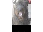 Adopt Kingston a Labrador Retriever / Poodle (Standard) dog in Buffalo