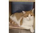 Adopt Mickey Quincy a Orange or Red Tabby Domestic Shorthair / Mixed cat in