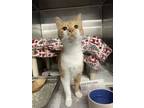 Adopt Loki a Orange or Red Domestic Shorthair / Domestic Shorthair / Mixed cat