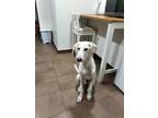 Adopt Frankie a White Saluki / Mixed dog in Mississauga, ON (34734725)