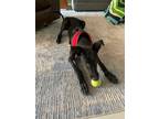 Adopt Scout a Black Labrador Retriever / Saluki / Mixed dog in Mississauga