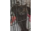 Adopt Joey Quincy a Gray or Blue Domestic Shorthair / Mixed cat in Mackinaw