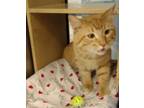 Adopt Otto Quincy a Orange or Red Tabby Domestic Shorthair / Mixed cat in