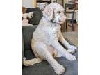 Adopt Dagny a Goldendoodle dog in Windsor, CO (34746730)