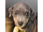 Adopt Piper a Gray/Blue/Silver/Salt & Pepper Mixed Breed (Large) / Mixed dog in