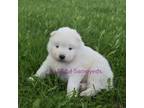 Samoyed Puppy for sale in Curtiss, WI, USA