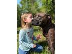 Adopt Ruby a Brindle Boxer / Mixed dog in Niagara Falls, ON (34746493)