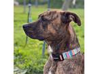 Adopt JAXSON a Brindle American Pit Bull Terrier / Mixed dog in Indianapolis