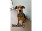 Adopt Doodlebug 121271 a Black Labrador Retriever dog in Joplin, MO (34746570)
