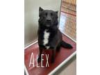 Adopt Alex 120812 a Black German Shepherd Dog / Chow Chow dog in Joplin