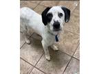 Adopt Bluey 23458 a White Labrador Retriever dog in Joplin, MO (34746559)