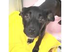 Adopt Ala a Black Mixed Breed (Large) / Mixed dog in Lansing, MI (34746509)