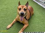 Adopt a Brown/Chocolate American Pit Bull Terrier / Chow Chow / Mixed dog in