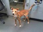 Adopt NILE a Tan/Yellow/Fawn Labrador Retriever / Mixed dog in Charlotte
