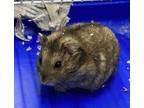 Adopt PAUL a Silver or Gray Hamster / Mixed small animal in Westminster