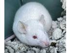 Adopt Nicodemus a White Mouse / Mixed small animal in West Seneca, NY (34746358)