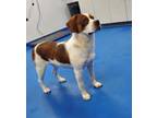 Adopt 50247192 a Brown/Chocolate St. Bernard / Mixed dog in Lancaster