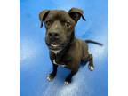 Adopt 50247178 a Black American Staffordshire Terrier / Mixed dog in Lancaster