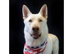 Adopt Bolt a White German Shepherd Dog / Husky / Mixed dog in Hot Springs