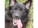 Adopt Chica a Black - with White Pomeranian / Mixed dog in Niagara Falls