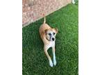Adopt Jake a Black - with Tan, Yellow or Fawn Boxer / Black Mouth Cur / Mixed