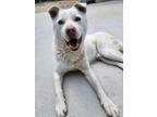 Adopt Tang a White Jindo / Mixed dog in Niagara Falls, ON (34746158)