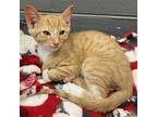 Adopt Biskit a Domestic Shorthair / Mixed (short coat) cat in Clinton
