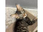 Adopt Bubbah a Domestic Mediumhair / Mixed (medium coat) cat in Clinton