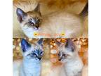 Adopt ALMOND JOY a Siamese / Mixed (short coat) cat in Wintersville