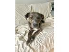 Adopt Blossom a Labrador Retriever / Pit Bull Terrier dog in Wendell