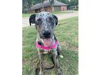 Adopt Gus a Catahoula Leopard Dog / Mixed dog in oklahoma city, OK (34745826)