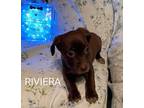 Adopt Riviera a Labrador Retriever / Mixed Breed (Medium) dog in Peoria