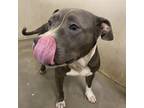 Adopt Jackie a Gray/Silver/Salt & Pepper - with Black American Staffordshire