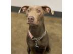 Adopt Rally a Weimaraner / Mixed dog in Nanaimo, BC (34744353)