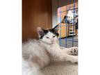 Adopt Gobby a Domestic Shorthair / Mixed cat in Kalamazoo, MI (34744676)