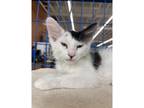 Adopt Gwen a Domestic Mediumhair / Mixed cat in Kalamazoo, MI (34744674)