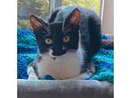 Adopt Miss Puffin a Black & White or Tuxedo Domestic Shorthair (short coat) cat
