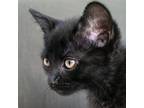 Adopt Finnin a All Black Domestic Shorthair / Mixed cat in Morgan Hill
