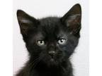 Adopt Alfred a All Black Domestic Shorthair / Mixed cat in Morgan Hill