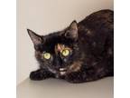 Adopt Momma Hilde a Brown or Chocolate Domestic Shorthair / Mixed cat in Morgan