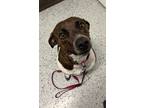 Adopt Sweetie a German Shorthaired Pointer / Mixed dog in Sudbury, ON (34743383)