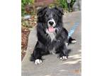 Adopt SANDMAN SAM a Border Collie / Mixed dog in Charlotte, NC (34745069)