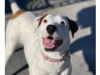 Adopt Quail a Pointer / Hound (Unknown Type) / Mixed dog in Cave Creek