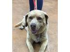 Adopt Gunny/Big Boy a Tan/Yellow/Fawn Labrador Retriever / Mixed dog in Heber
