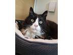 Adopt Leo a Domestic Longhair / Mixed cat in Powell River, BC (34743693)