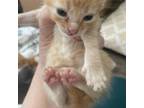 Adopt Huckleberry a Orange or Red Tabby American Shorthair cat in Tampa